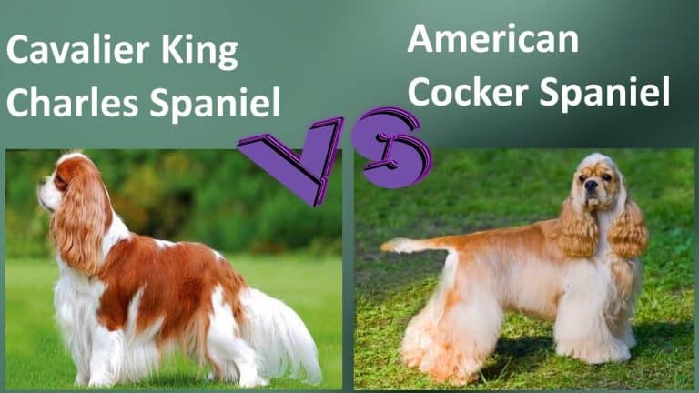 cocker spaniel vs cavalier king charles spaniel