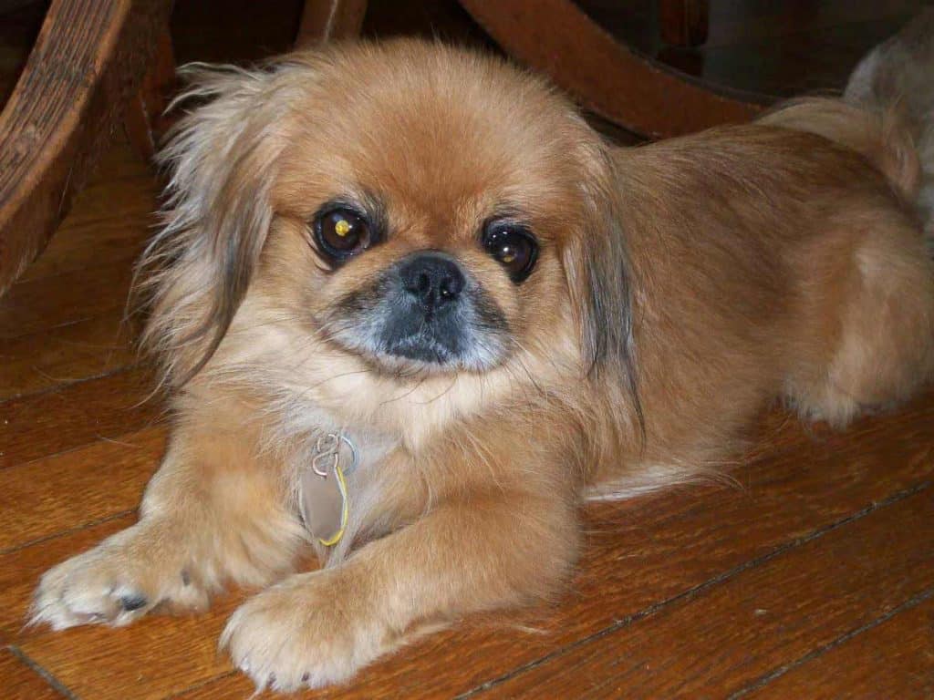 cocker spaniel yorkshire terrier mix