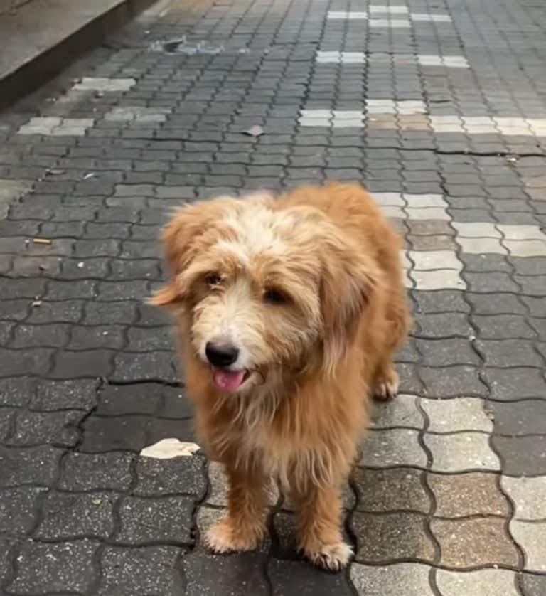 cute-brown-dog-standing-outside