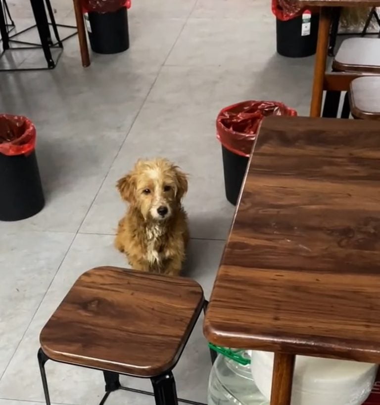 cute-dog-in-a-restaurant