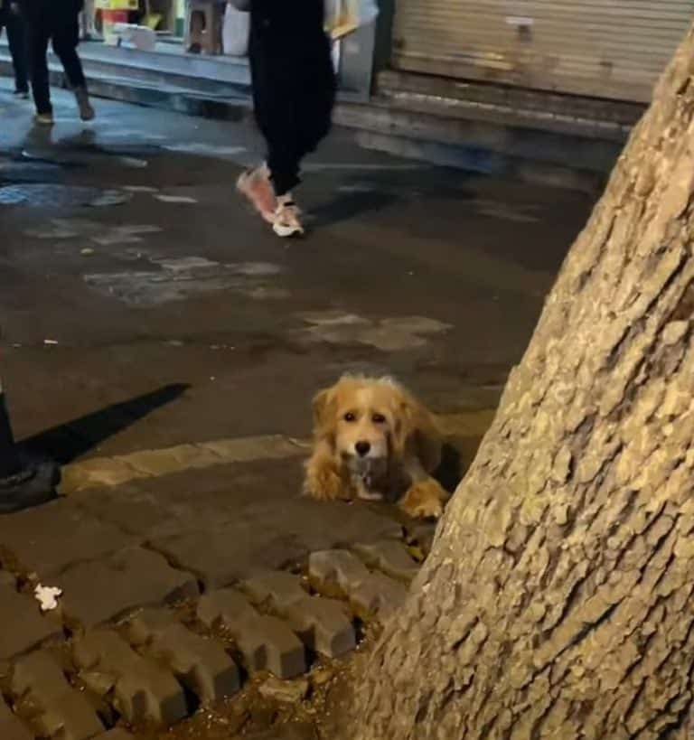 cute-dog-laying-behind-the-tree