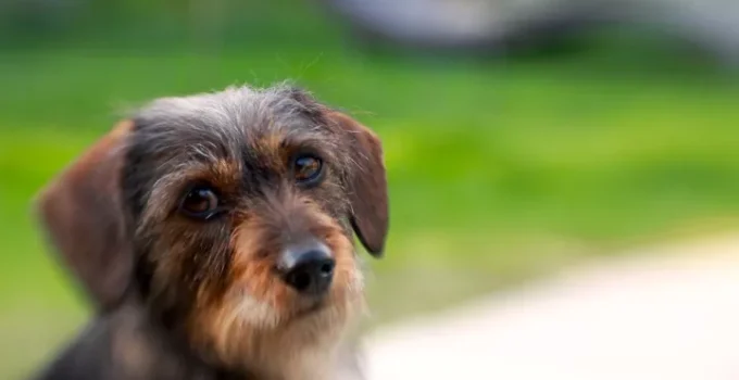 From Snout to Tail: Mastering Life with Your Dach-Griffon