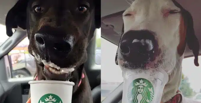 Are Dogs Allowed in Starbucks?