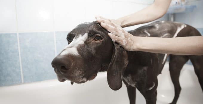 Understanding Your Dog’s Needs: Tailoring Care to Breed Characteristics