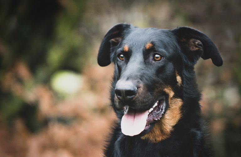 6 Interesting Dog Breeds You Probably Haven’t Heard Of