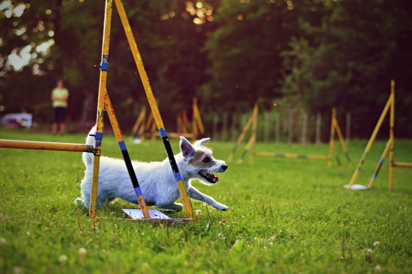 How To Make Your Dog Training Sessions More Effective