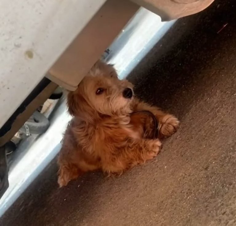 dog-laying-under-the-car