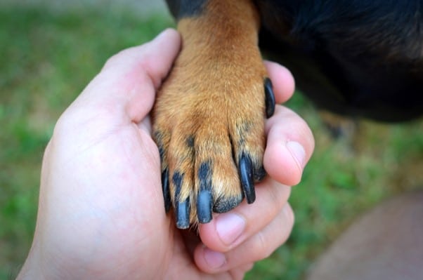 How to Grind Dog Nails