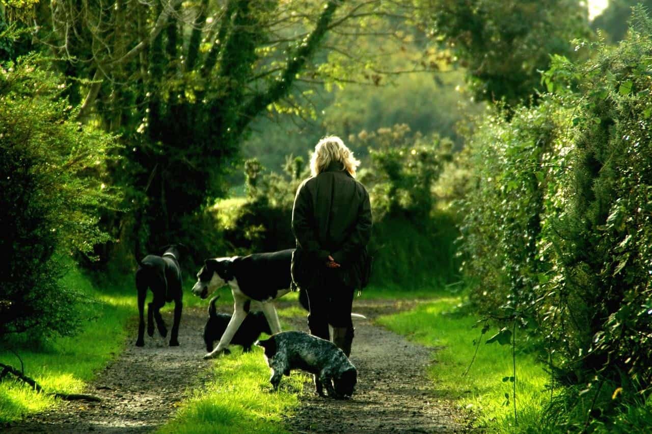 Dog Training 101: A Beginner’s Guide To  Dog Psychology