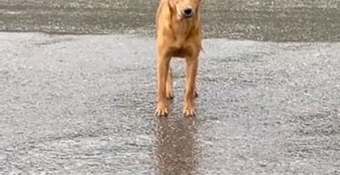 The Sorrowful And Lonely Pup Who Waited In The Rain For Days Is Overjoyed To Reunite With His Owner