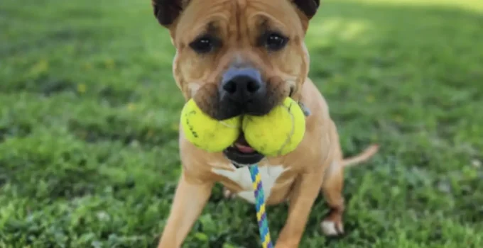 Dog Who Spent A Year In Shelter Is So Thrilled To Leave With A New Best Friend