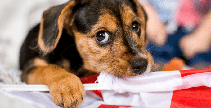 Interpreting Dogs Side Eye Signals and Messages