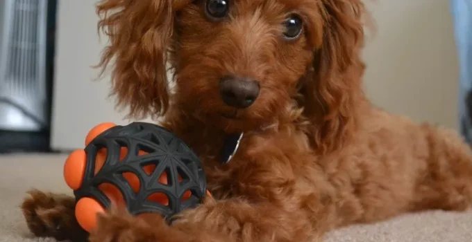 Everything You Need to Know About the Doxiepoo: The Ultimate Pet Parent’s Guide