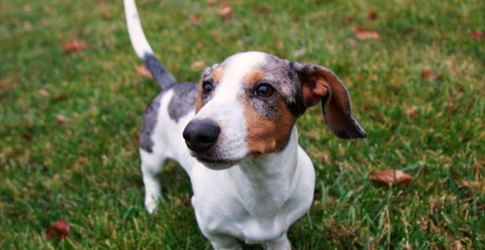 Why the Doxle Makes the Perfect Pet: Insights into This Lovable Mixed Breed