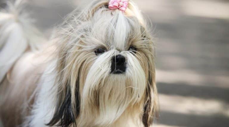 european shih tzu dog