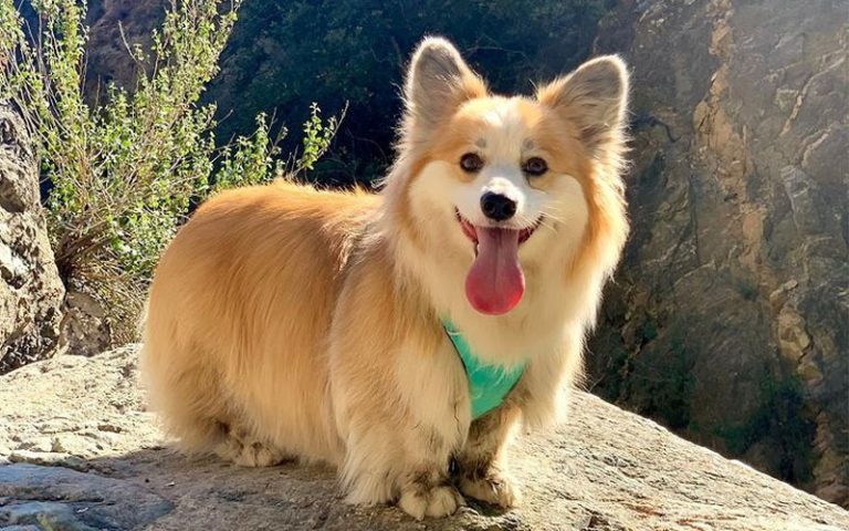 fluffy corgi vs regular corgi