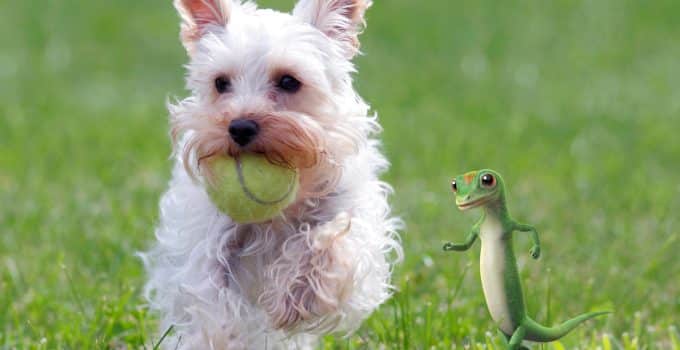 Are Skinks Poisonous to Dogs? Busting Myths and Setting the Record Straight!