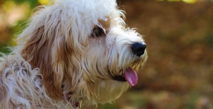 Meet the Glechon: Where Beagle Charm Meets Bichon Fluff