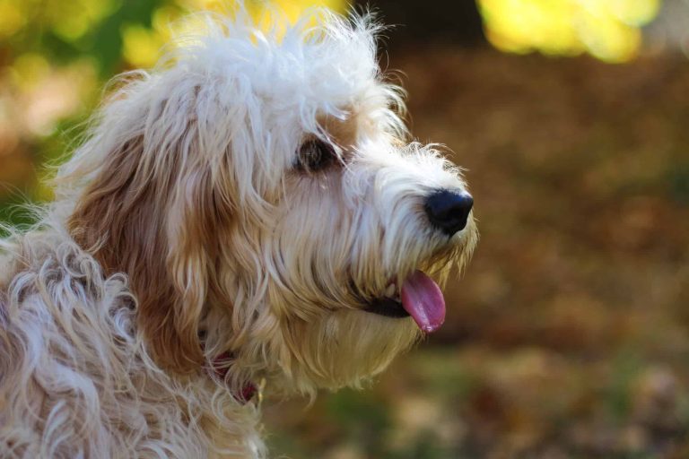 glechon dog breed