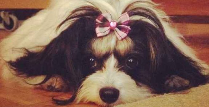 Meet the Havallon: The Perfect Blend of Playfulness and Affection in a Petite Package