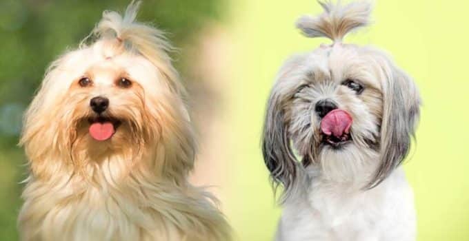 Havanese vs Shih Tzu: A Comprehensive Comparison