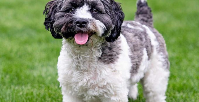The Poovanese: Your Ultimate Guide to the Cuddliest Havanese-Poodle Mix