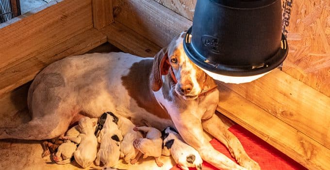 Are Heat Lamps Safe For Dogs?