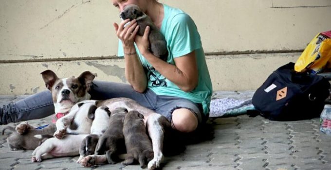 Kind Man Notices A Homeless Woman With 8 Puppies So He Offers Her A Helping Hand