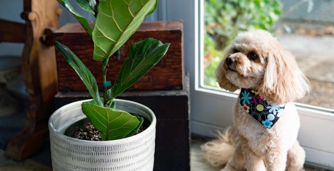 Are Banana Trees Poisonous to Dogs? Unpeeling the Truth about Your Indoor Oasis
