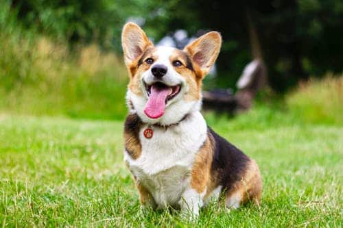 Ways to a Dog-Friendly Backyard