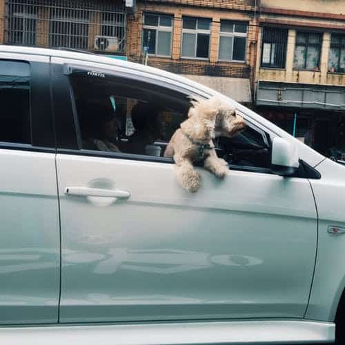 dog in car