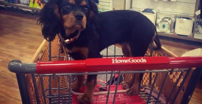 Is Homegoods Dog Friendly? Unleashing the Truth!