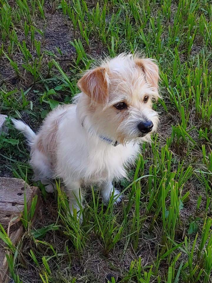 Jack russell and store shih tzu cross