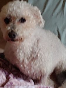JuJu our Bichon Frise