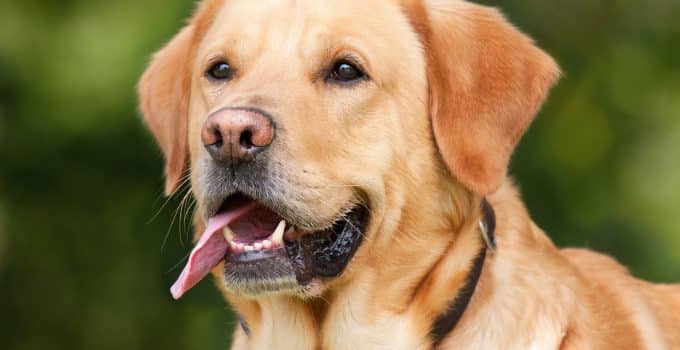 How to Enrich Your Knowledge About Dogs: A Comprehensive Guide