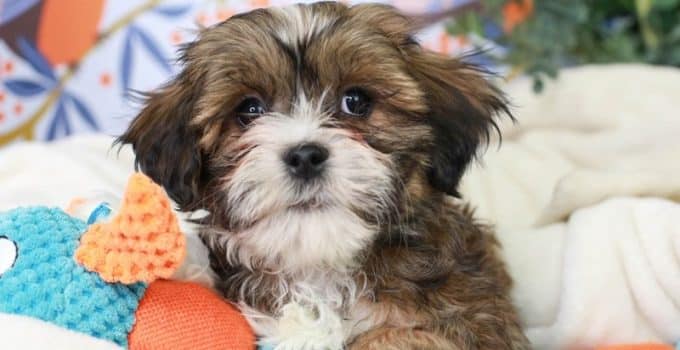 Lhatese Love: Unleashing the Charm of the Lhasa Apso Maltese Mix