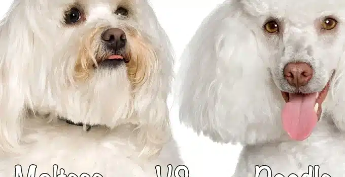 Maltese vs Poodle: Poodle Pizzazz and Maltese Charm