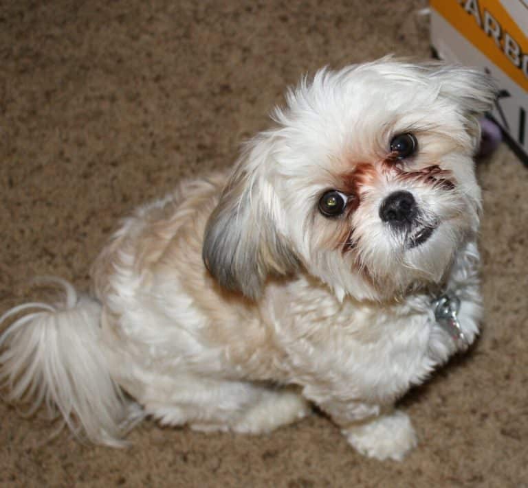 maltese-x-shih-tzu