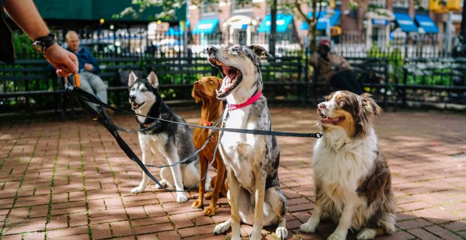 Ultimate Guide to Understanding the Unique Needs of Different Dog Breeds