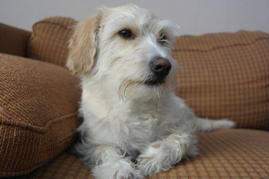 dachshund and maltese