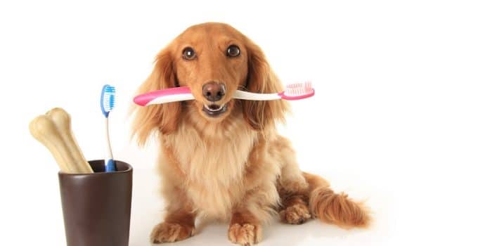 The Importance of Teeth Scaling for Dogs: A Guide for Pet Owners