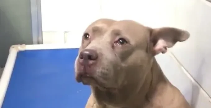 Pittie Mom Can’t Stop Crying For Her Puppies After Being Abandoned At Shelter