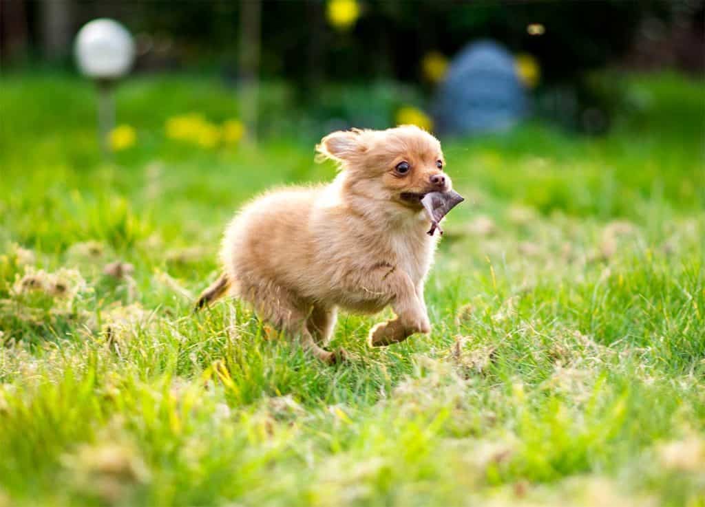 pomchi size