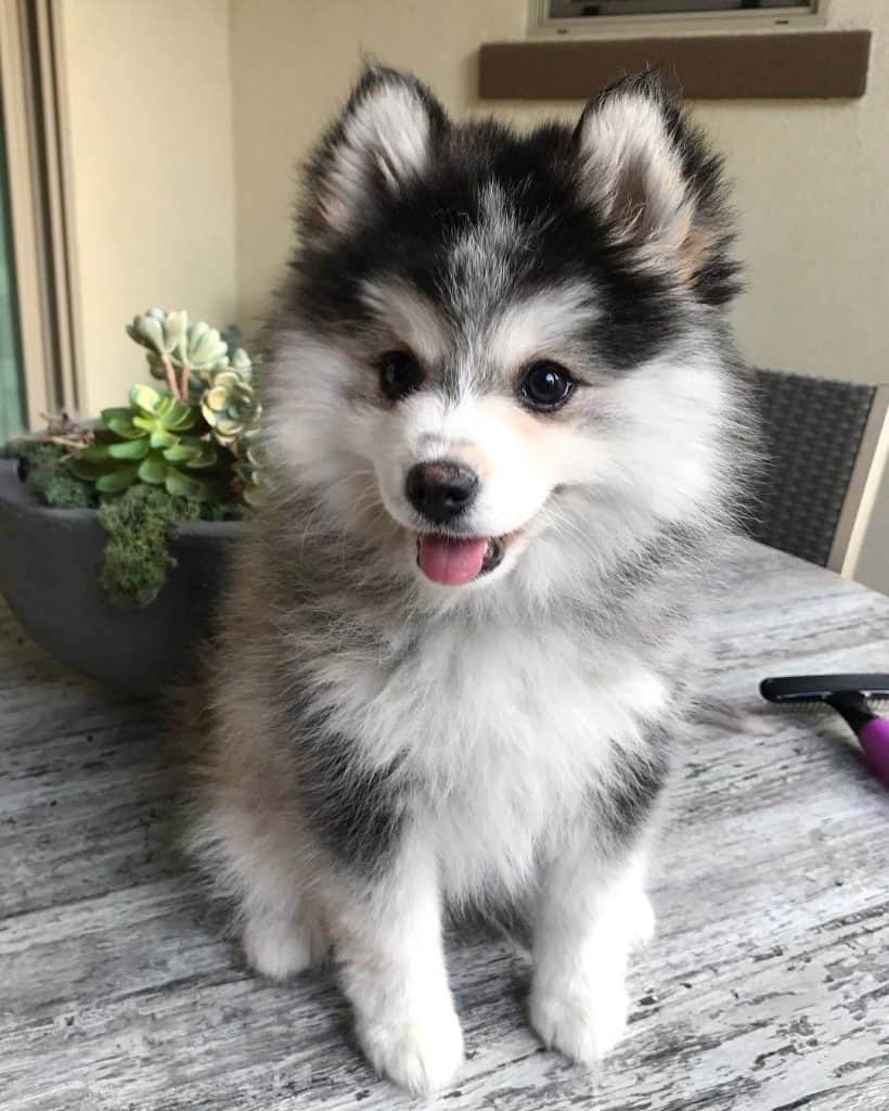 chocolate pomsky