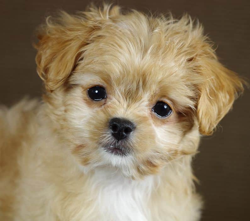 japanese chin poodle