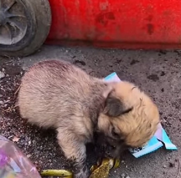 pup-crawling-around-trash