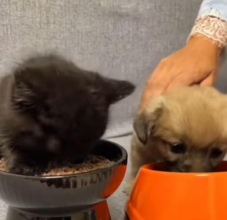 puppies-eating