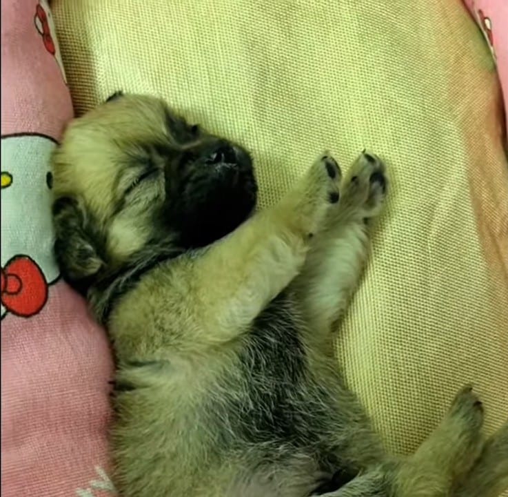 rescued-pup-sleeping