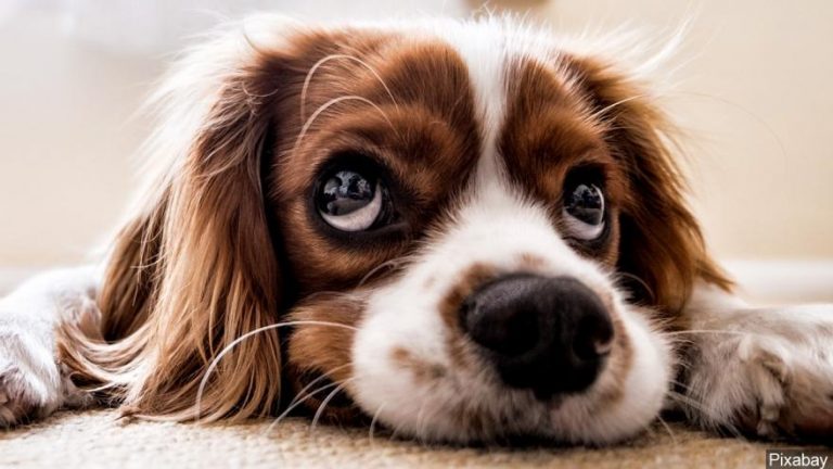 6 Tips To Help You Take Better Care Of Your Dog