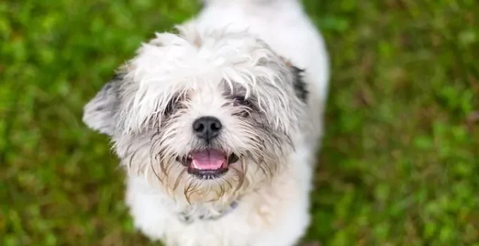 Unveiling the Sheltie Tzu: Everything You Need to Know About This Adorable Breed